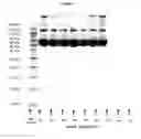 Fig. 07 - Pharmaceutical Compositions