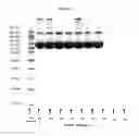 Fig. 08 - Pharmaceutical Compositions