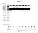Fig. 09 - Pharmaceutical Compositions