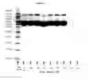 Fig. 10 - Pharmaceutical Compositions