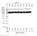Fig. 14 - Pharmaceutical Compositions