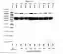 Fig. 16 - Pharmaceutical Compositions