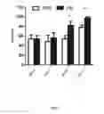 Fig. 04 - Treatment of diabetic nerve injury comprising administering plasminogen
