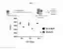 Fig. 08 - Antigen-specific T cells for inducing immune tolerance