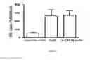Fig. 06 - Vectors for expression of prostate-associated antigens