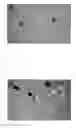 Fig. 01 - Tilapia virus and uses thereof