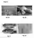 Fig. 02 - Tilapia virus and uses thereof