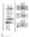 Fig. 07 - Tilapia virus and uses thereof