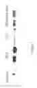 Fig. 09 - Methods and Compositions for Treating Conditions of the Eye