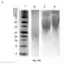 Fig. 40 - POLYMER CONJUGATES HAVING REDUCED ANTIGENICITY AND METHODS OF USING THE SAME