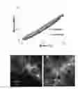 Fig. 01 - Biodegradable poly(ester amide) elastomers and uses therefor