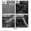 Fig. 19 - Biodegradable poly(ester amide) elastomers and uses therefor