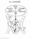 Fig. 02 - Methods and devices for inhibiting nerves when activating brown adipose tissue
