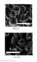 Fig. 08 - Powder particles comprising thermoplastic resin particles and process for producing green body using the same