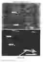 Fig. 15 - Solid Oral Formulations and Crystalline Forms of an Inhibitor of Apoptosis Protein