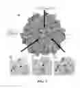 Fig. 04 - Methods and compositions for dual glycan binding AAV vectors