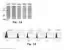 Fig. 02 - Epitope for switching to T2 cell and use thereof