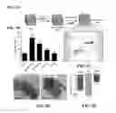 Fig. 07 - Antimicrobial constructs and uses thereof