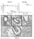 Fig. 09 - Antimicrobial constructs and uses thereof