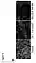 Fig. 08 - Modified pigment epithelium-derived factor (PEDF) peptides and uses thereof for treating neovascular diseases, inflammatory diseases, cancer, and for cytoprotection