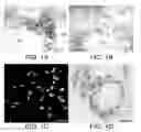 Fig. 02 - Methods of generating tissue using devitalized, acellular scaffold matrices derived from micro-organs