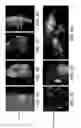 Fig. 07 - Methods of generating tissue using devitalized, acellular scaffold matrices derived from micro-organs