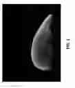 Fig. 02 - Embryo-preferred promoters and methods of use