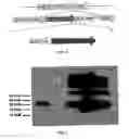 Fig. 02 - CHLOROPLASTS ENGINEERED TO EXPRESS PHARMACEUTICAL PROTEINS