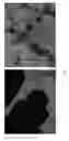 Fig. 08 - Method for producing natural rubber by using recombinant microorganism