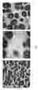 Fig. 09 - Method for producing natural rubber by using recombinant microorganism