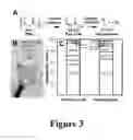 Fig. 04 - Lignin conversion to fuels, chemicals and materials