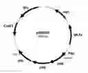 Fig. 01 - Genetically modified acetogenic cell