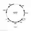 Fig. 02 - Genetically modified acetogenic cell