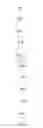 Fig. 06 - LIGHTING DEVICE AND LAMP STRING