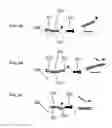 Fig. 10 - COMPOSITIONS FOR MULTIPLEX IMAGING USING LABELED NUCLEIC ACID IMAGING AGENTS