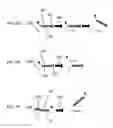 Fig. 11 - COMPOSITIONS FOR MULTIPLEX IMAGING USING LABELED NUCLEIC ACID IMAGING AGENTS