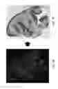 Fig. 13 - COMPOSITIONS FOR MULTIPLEX IMAGING USING LABELED NUCLEIC ACID IMAGING AGENTS