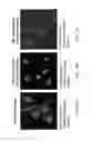 Fig. 19 - COMPOSITIONS FOR MULTIPLEX IMAGING USING LABELED NUCLEIC ACID IMAGING AGENTS