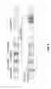 Fig. 06 - Snapshot isolation in graphical processing unit hardware transactional memory