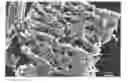 Fig. 01 - Porous carbon material for electric double-layer capacitor electrode, method of producing the same, and electric double-layer capacitor electrode