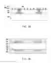 Fig. 06 - Piezochromic stamp