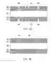 Fig. 08 - Piezochromic stamp