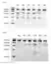 Fig. 32 - Nucleic acid products and methods of administration thereof