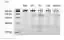 Fig. 33 - Nucleic acid products and methods of administration thereof