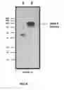Fig. 09 - Compositions and methods for treatment and imaging using nanoparticles