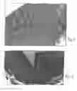 Fig. 04 - DECELLULARIZED SOFT-TISSUE GRAFTS