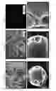 Fig. 02 - BIODEGRADABLE SCAFFOLDS