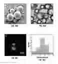 Fig. 45 - BIODEGRADABLE SCAFFOLDS