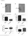 Fig. 03 - Microfluidic chip for analysis of cell motility and methods for using same