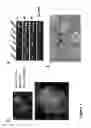 Fig. 08 - LARGE SCALE GENERATION OF FUNCTIONAL MEGAKARYOCYTES AND PLATELETS FROM HUMAN EMBRYONIC STEM CELLS UNDER STROMAL-FREE CONDITIONS
